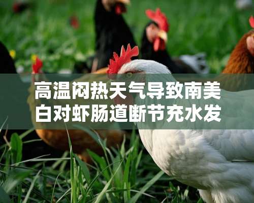 高温闷热天气导致南美白对虾肠道断节充水发红处理措施