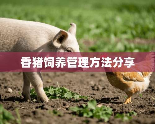 香猪饲养管理方法分享