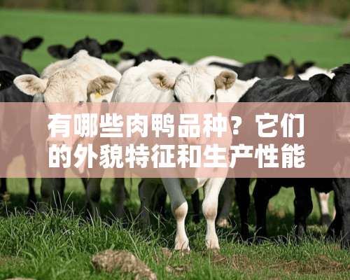 有哪些肉鸭品种？它们的外貌特征和生产性能如何？