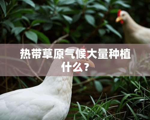 热带草原气候大量种植什么？