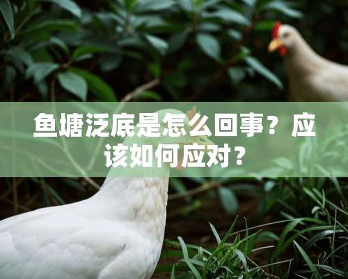 鱼塘泛底是怎么回事？应该如何应对？