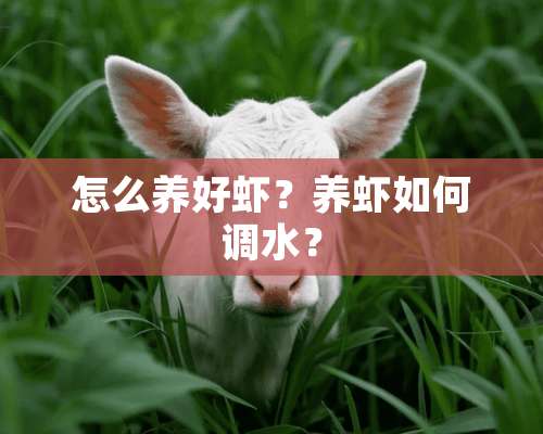 怎么养好虾？养虾如何调水？