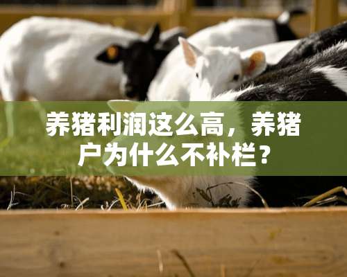 养猪利润这么高，养猪户为什么不补栏？