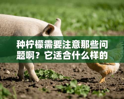 种柠檬需要注意那些问题啊？它适合什么样的生长环境？