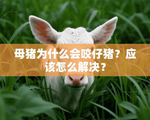 母猪为什么会咬仔猪？应该怎么解决？