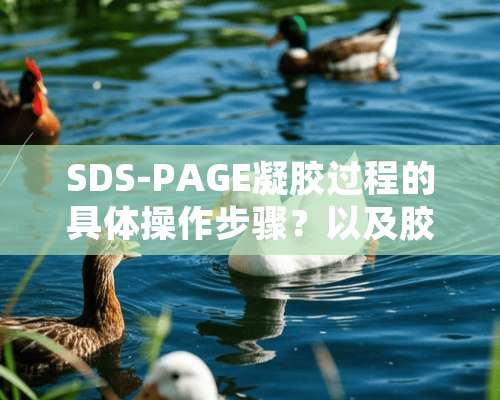 SDS-PAGE凝胶过程的具体操作步骤？以及胶体的具体配置？