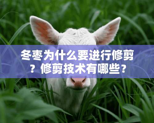 冬枣为什么要进行修剪？修剪技术有哪些？