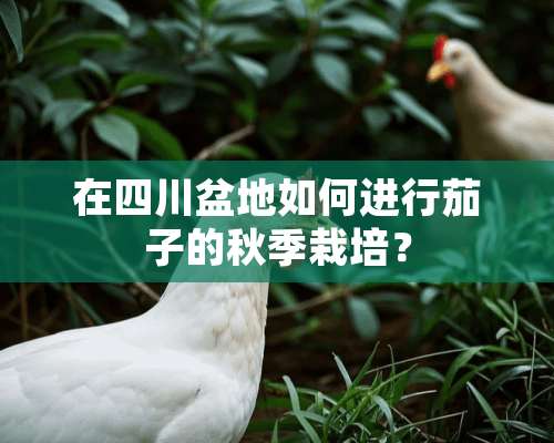 在四川盆地如何进行茄子的秋季栽培？