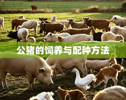 公猪的饲养与配种方法