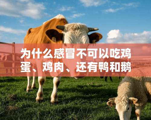 为什么感冒不可以吃鸡蛋、鸡肉、还有鸭和鹅？