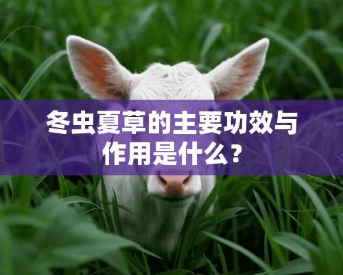 冬虫夏草的主要功效与作用是什么？