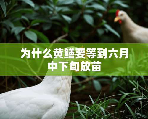 为什么黄鳝要等到六月中下旬放苗