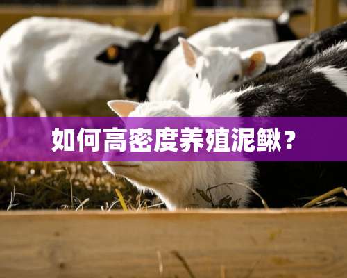 如何高密度养殖泥鳅？