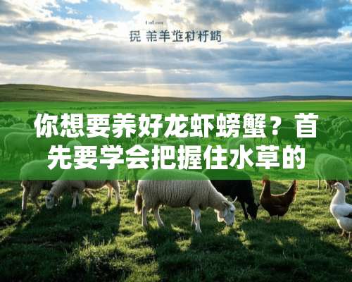 你想要养好龙虾螃蟹？首先要学会把握住水草的大动脉！