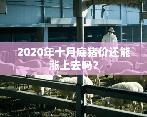 2020年十月底猪价还能涨上去吗？