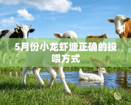 5月份小龙虾塘正确的投喂方式