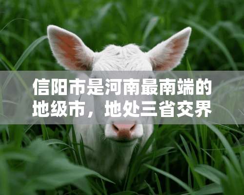 信阳市是河南最南端的地级市，地处三省交界，有哪些信阳美食是不容错过的？