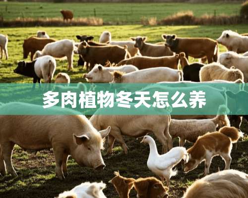 多肉植物冬天怎么养