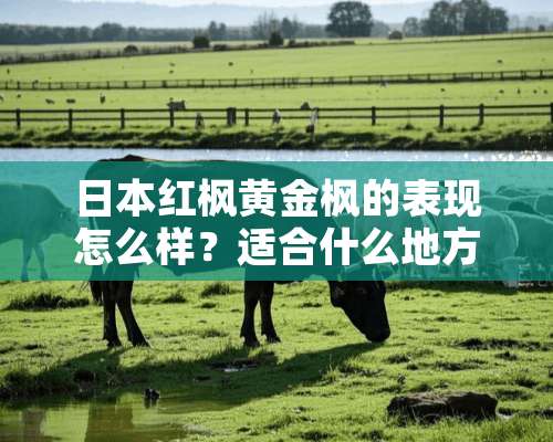 日本红枫黄金枫的表现怎么样？适合什么地方种植？