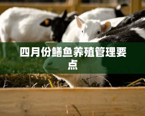 四月份鳝鱼养殖管理要点