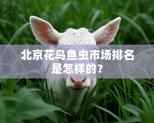 北京花鸟鱼虫市场排名是怎样的？