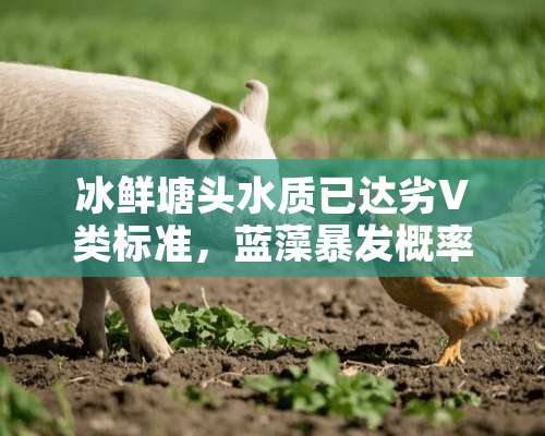 冰鲜塘头水质已达劣V类标准，蓝藻暴发概率是饲料塘头的5倍！