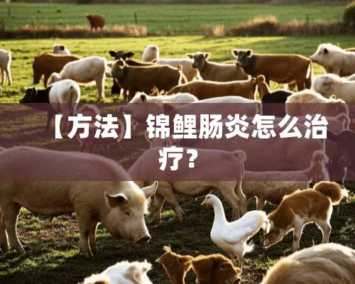 【方法】锦鲤肠炎怎么治疗？