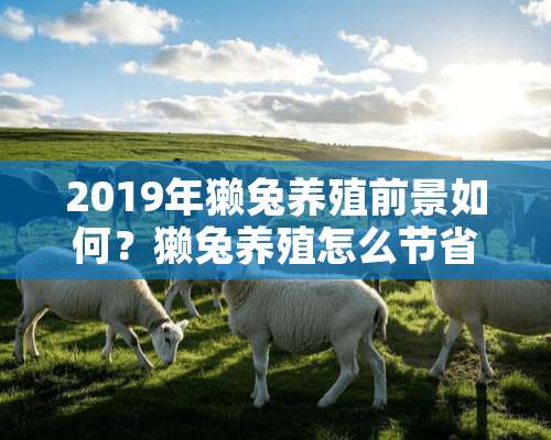 2019年獭兔养殖前景如何？獭兔养殖怎么节省成本