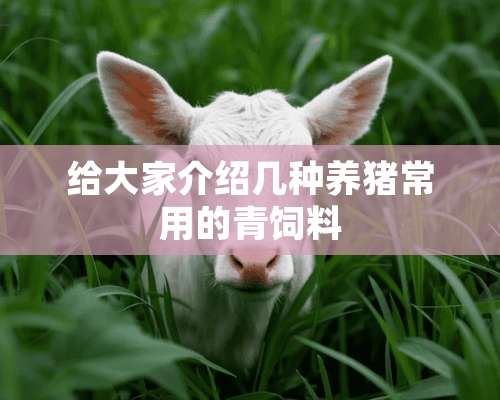 给大家介绍几种养猪常用的青饲料