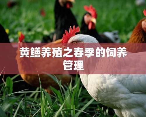 黄鳝养殖之春季的饲养管理