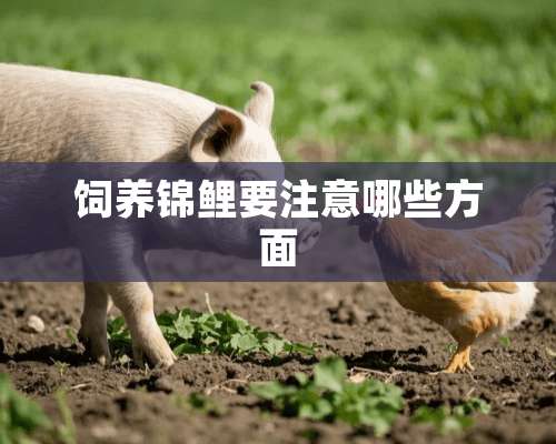 饲养锦鲤要注意哪些方面