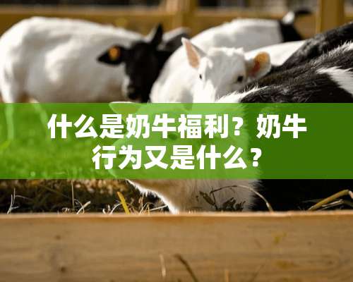 什么是奶牛福利？奶牛行为又是什么？