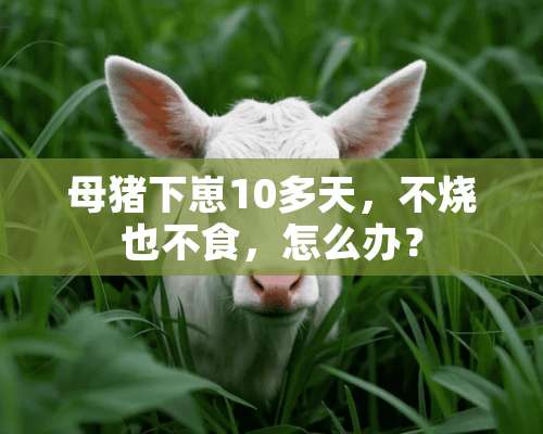 母猪下崽10多天，不烧也不食，怎么办？