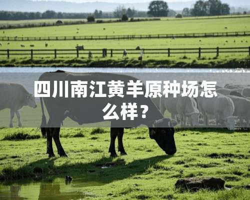 四川南江黄羊原种场怎么样？