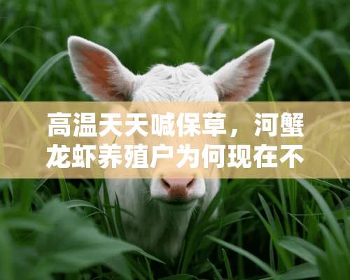 高温天天喊保草，河蟹龙虾养殖户为何现在不去搞？