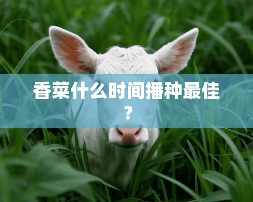 香菜什么时间播种最佳？