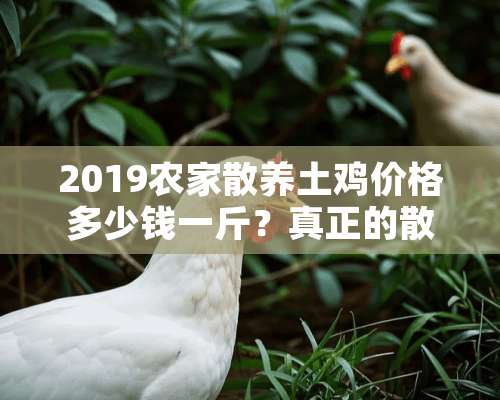 2019农家散养土鸡价格多少钱一斤？真正的散养土鸡是什么样的？