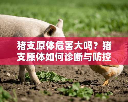 猪支原体危害大吗？猪支原体如何诊断与防控？