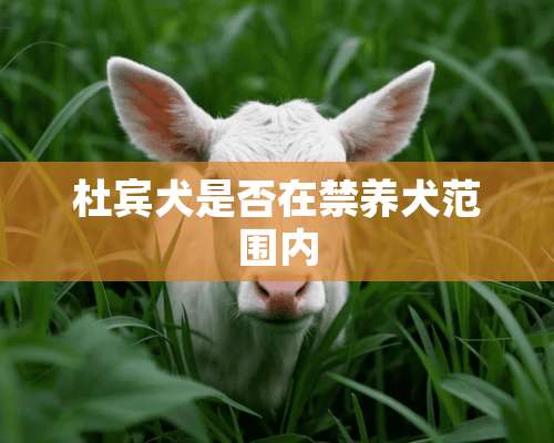 杜宾犬是否在禁养犬范围内