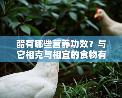 醋有哪些营养功效？与它相克与相宜的食物有哪些？