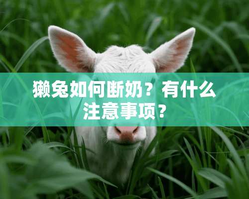 獭兔如何断奶？有什么注意事项？