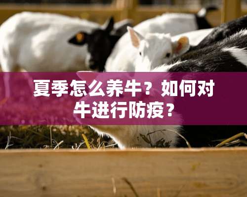 夏季怎么养牛？如何对牛进行防疫？