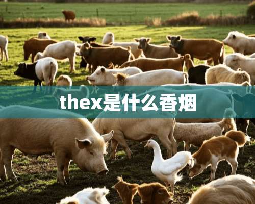 thex是什么香烟