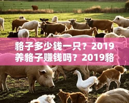 貉子多少钱一只？2019养貉子赚钱吗？2019貉子皮价格