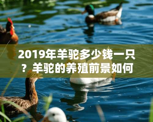 2019年羊驼多少钱一只？羊驼的养殖前景如何？