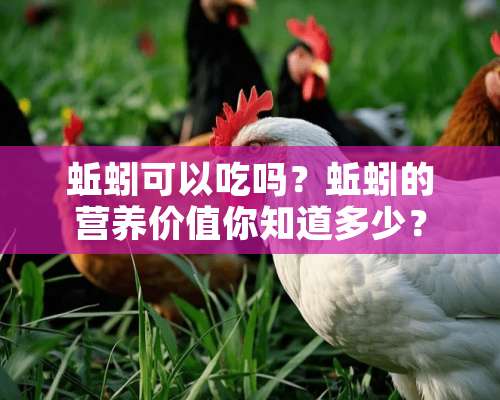 蚯蚓可以吃吗？蚯蚓的营养价值你知道多少？