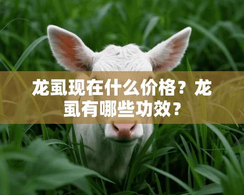 龙虱现在什么价格？龙虱有哪些功效？