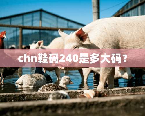 chn鞋码240是多大码？