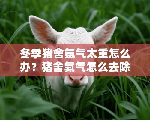 冬季猪舍氨气太重怎么办？猪舍氨气怎么去除？