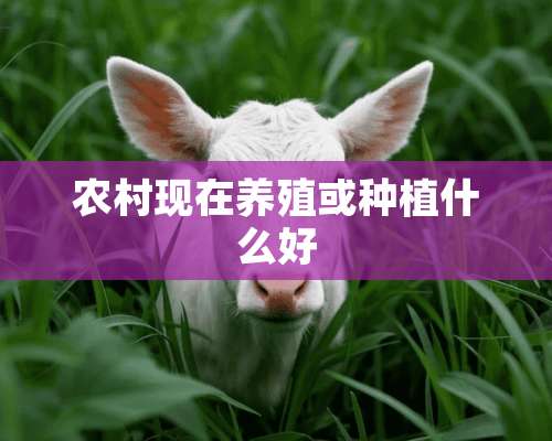 农村现在养殖或种植什么好